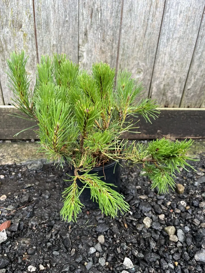 Dwarf Mountain Pine 25/30cm (1.5L) - Image 2