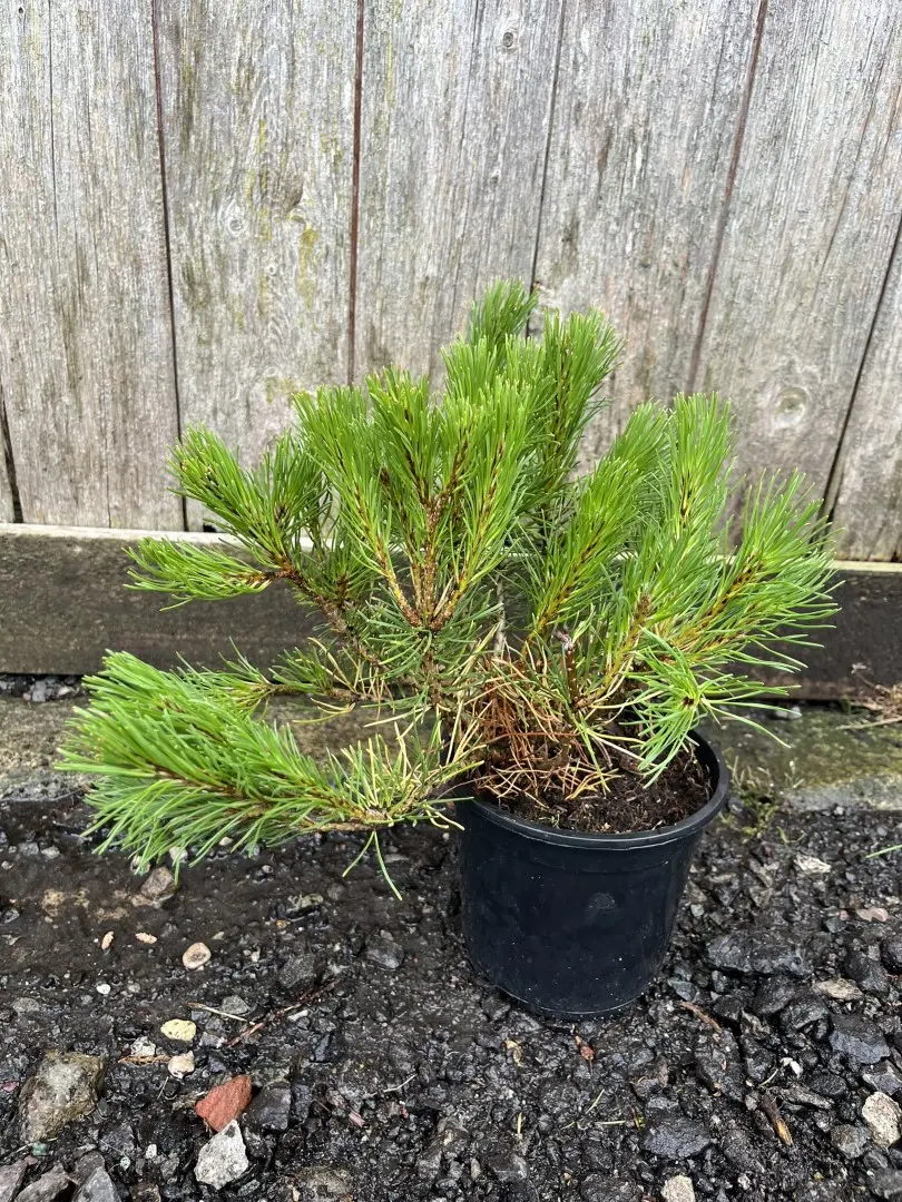 Pinus mugo - Dwarf Mountain Pine 25/30cm