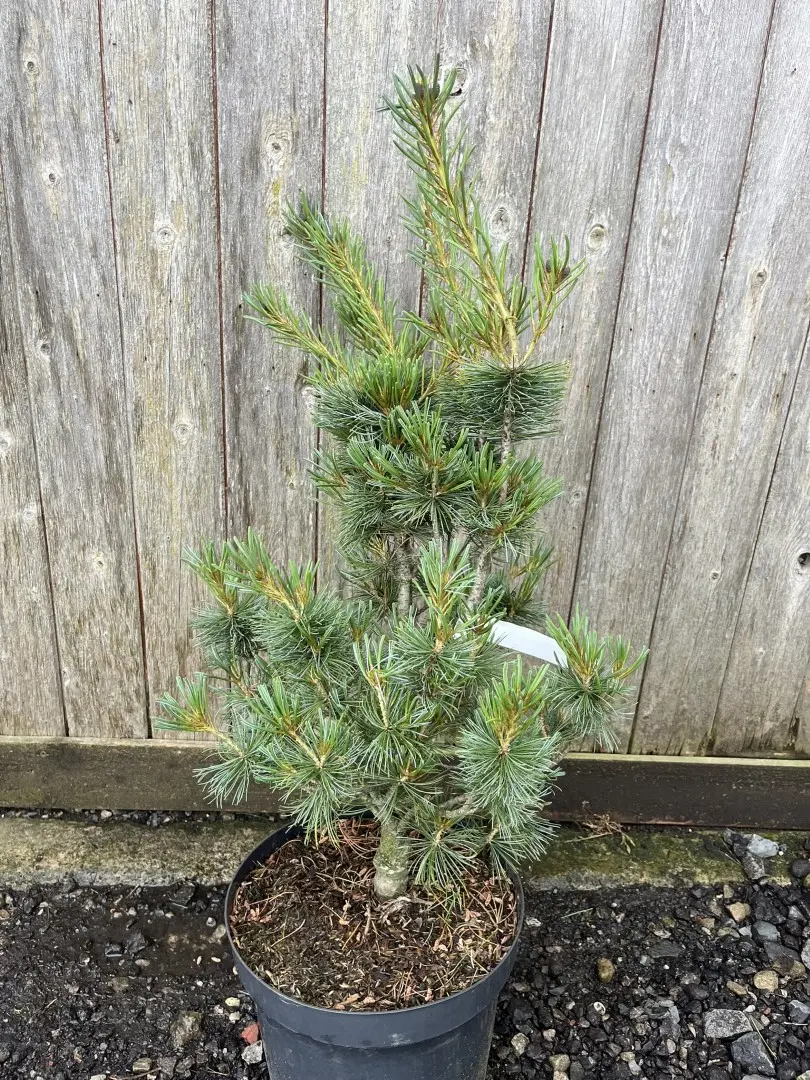 Pinus parviflora - Japanese White Pine 'Blue Angel'