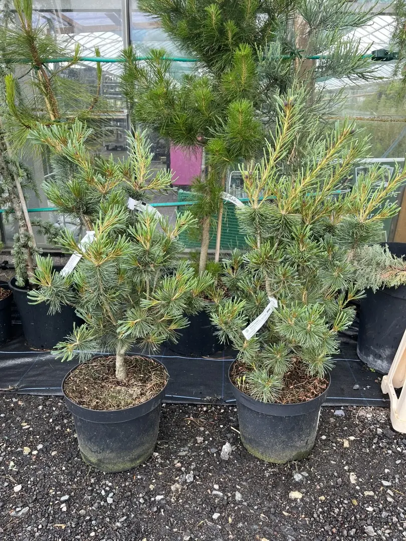 Pinus parviflora - Japanese White Pine 'Blue Angel'