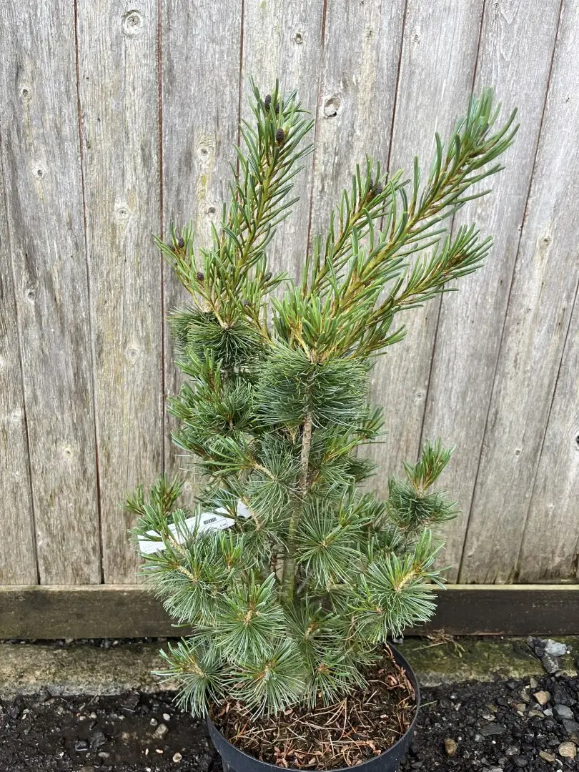 Pinus parviflora - Japanese White Pine 'Blue Angel'