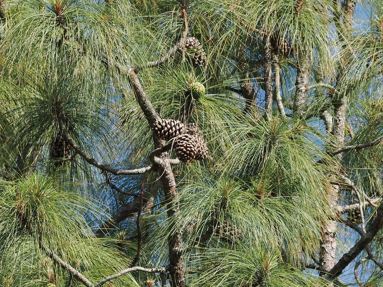Pinus roxburghii - Long-leaved Indian Pine / Cheer Pine