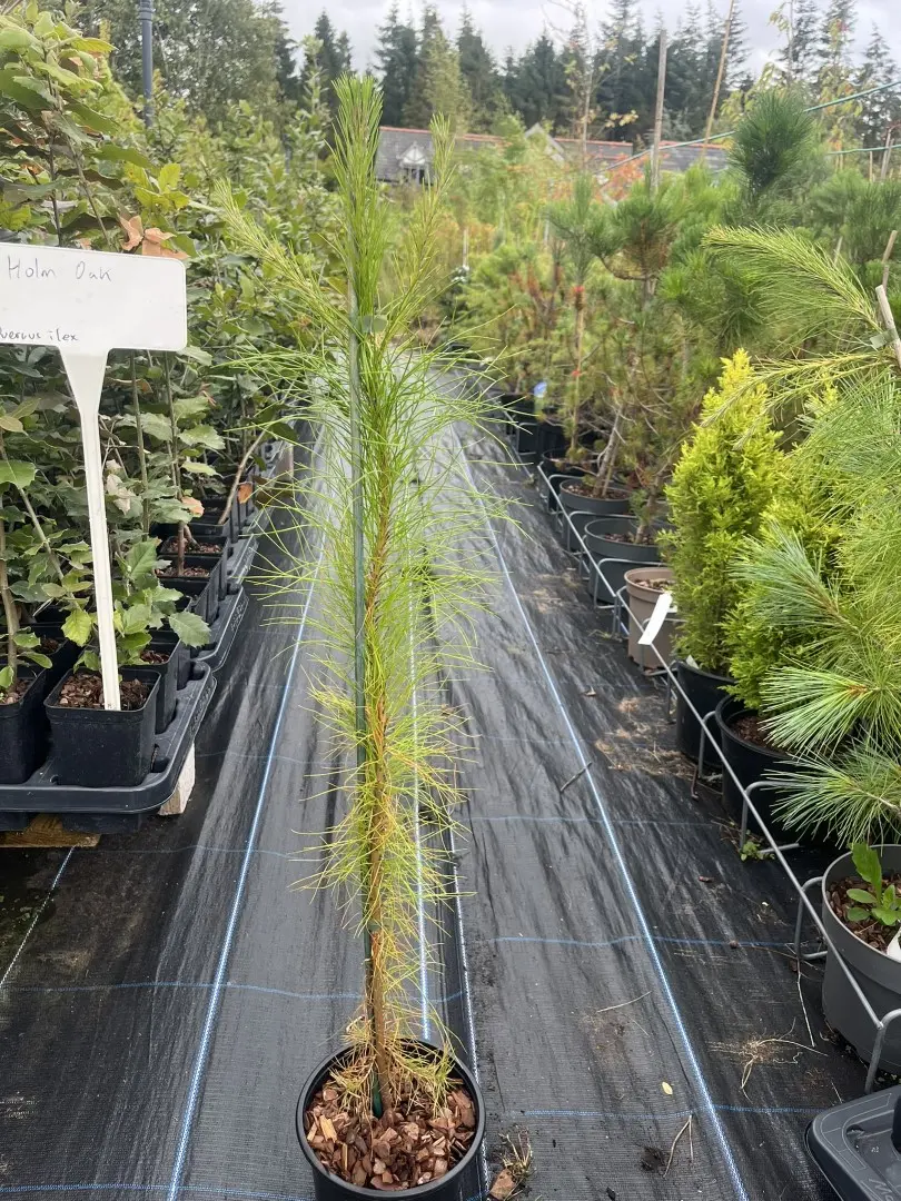 Pinus roxburghii - Long-leaved Indian Pine Chir Pine