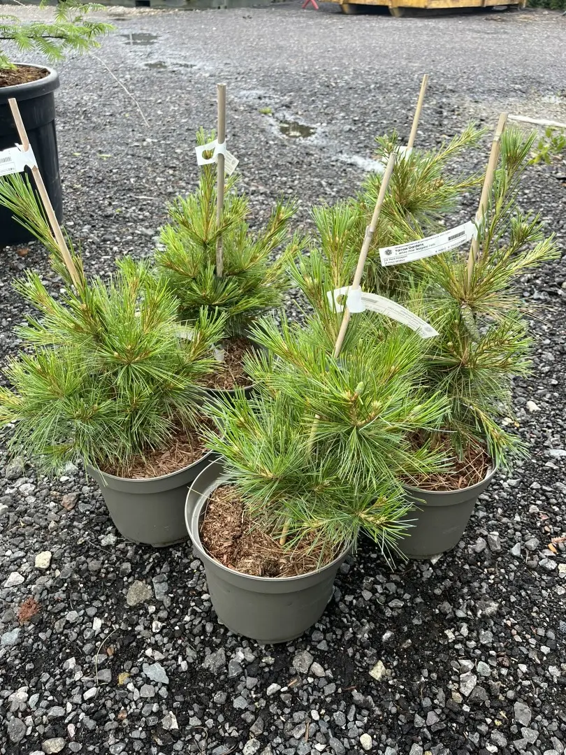 Pinus strobus - Weymouth Pine 'Niagara Falls'