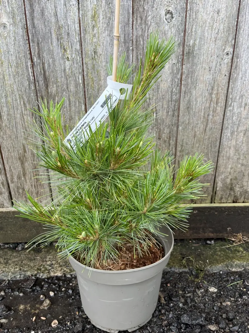 Pinus strobus - Weymouth Pine 'Niagara Falls'