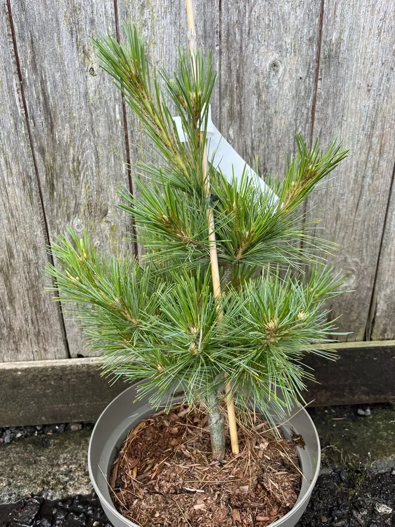 Pinus strobus - Weymouth Pine 'Niagara Falls'