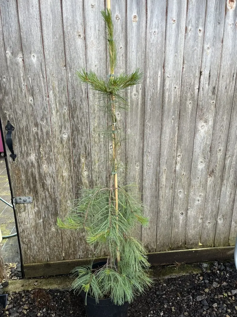 Pinus strobus - Weymouth Pine 'Pendula'