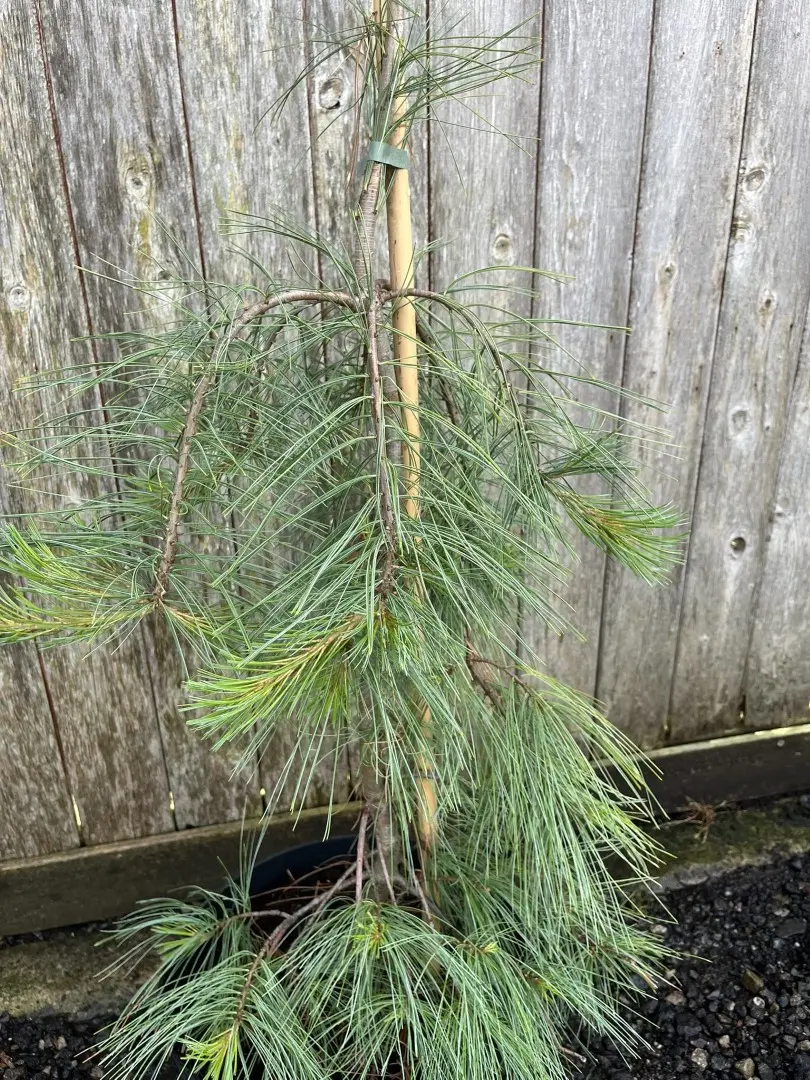 Pinus strobus - Weymouth Pine 'Pendula'