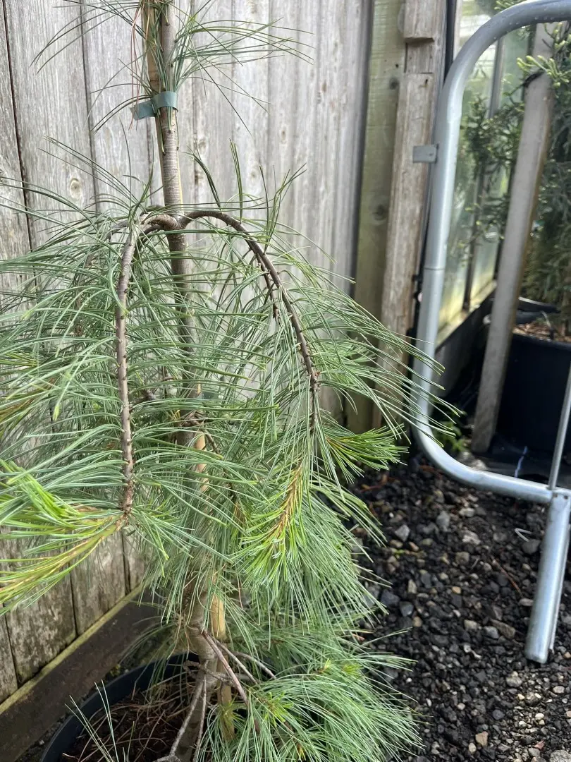 Pinus strobus - Weymouth Pine 'Pendula'