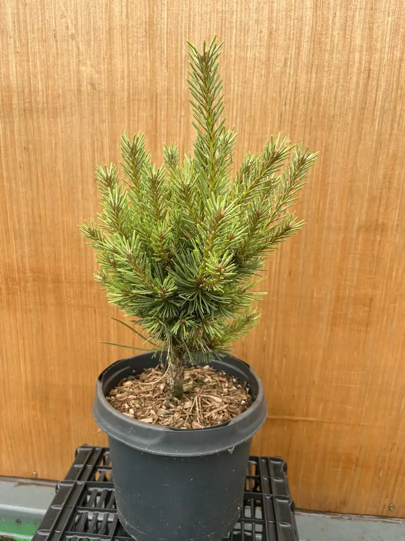 Pinus sylvestris - Scots Pine 'Watereri'