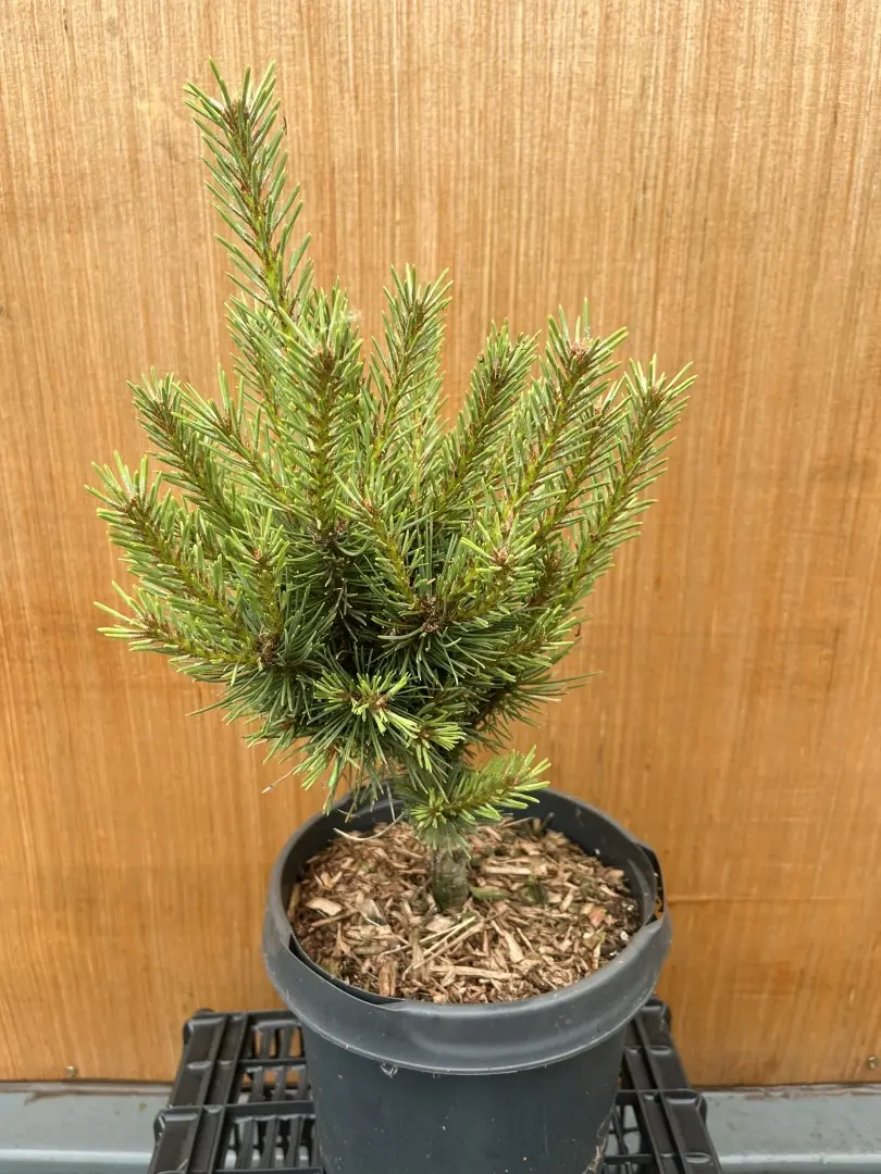 Pinus sylvestris - Scots Pine 'Watereri'