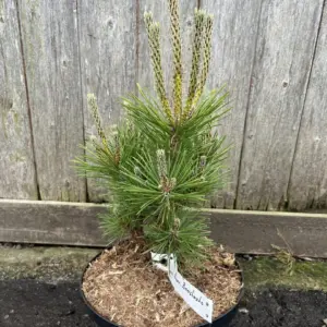 Pinus thunbergii - Japanese Black Pine 'Banshosho' 20/40cm (5L)