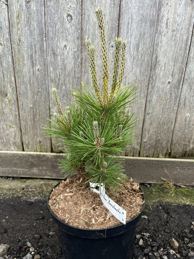 Pinus thunbergii - Japanese Black Pine 'Banshosho' 20/40cm (5L)