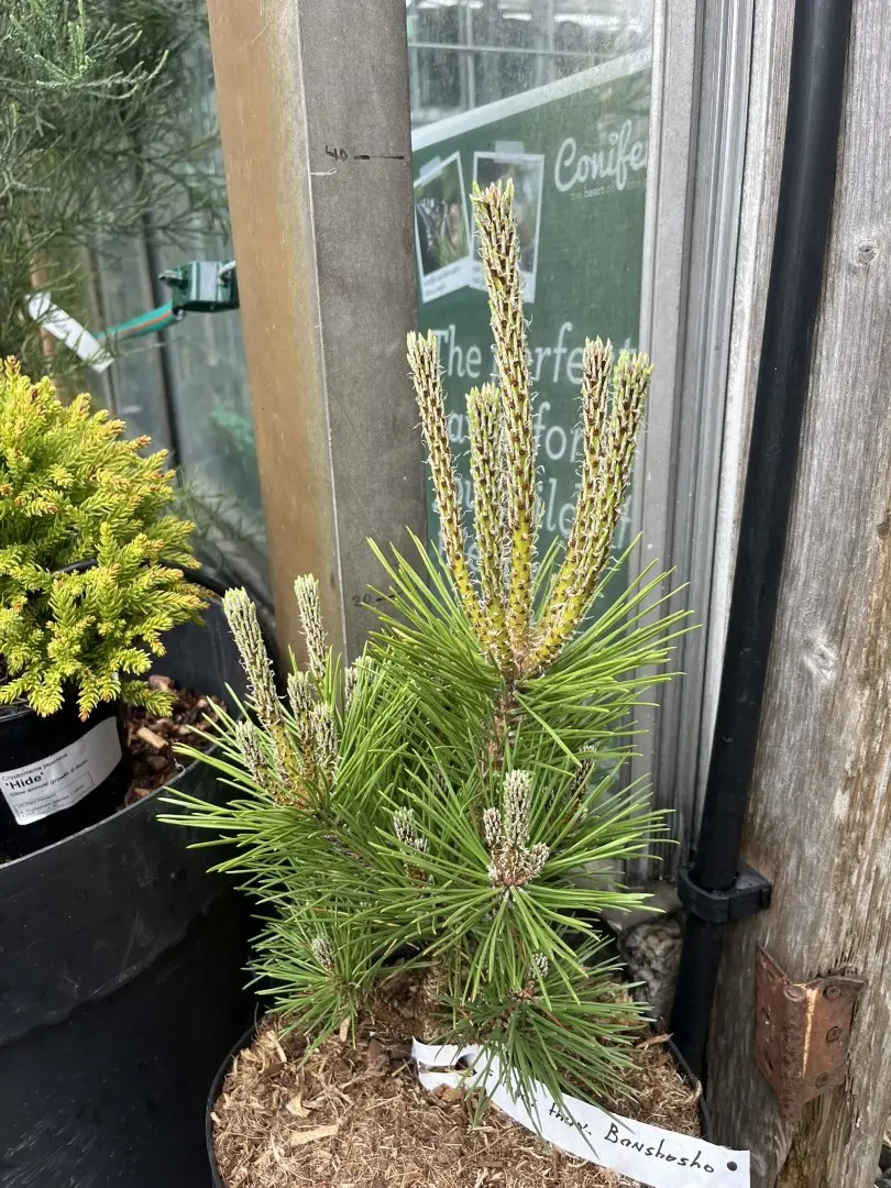 Pinus thunbergii - Japanese Black Pine 'Banshosho' 20/40cm (5L)
