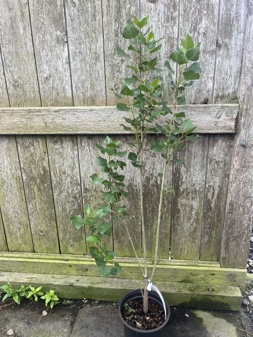 Black Poplar Tree 80/100cm (2L) - Image 2