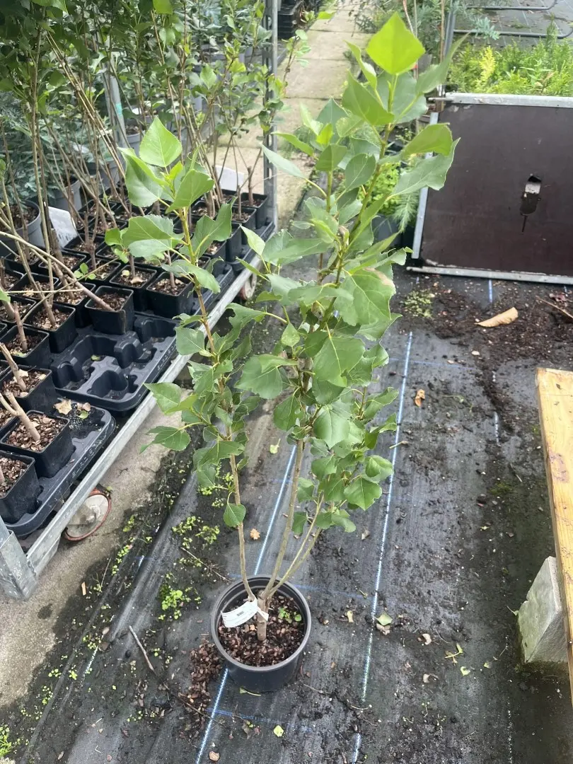 Populus nigra - Black Poplar Tree