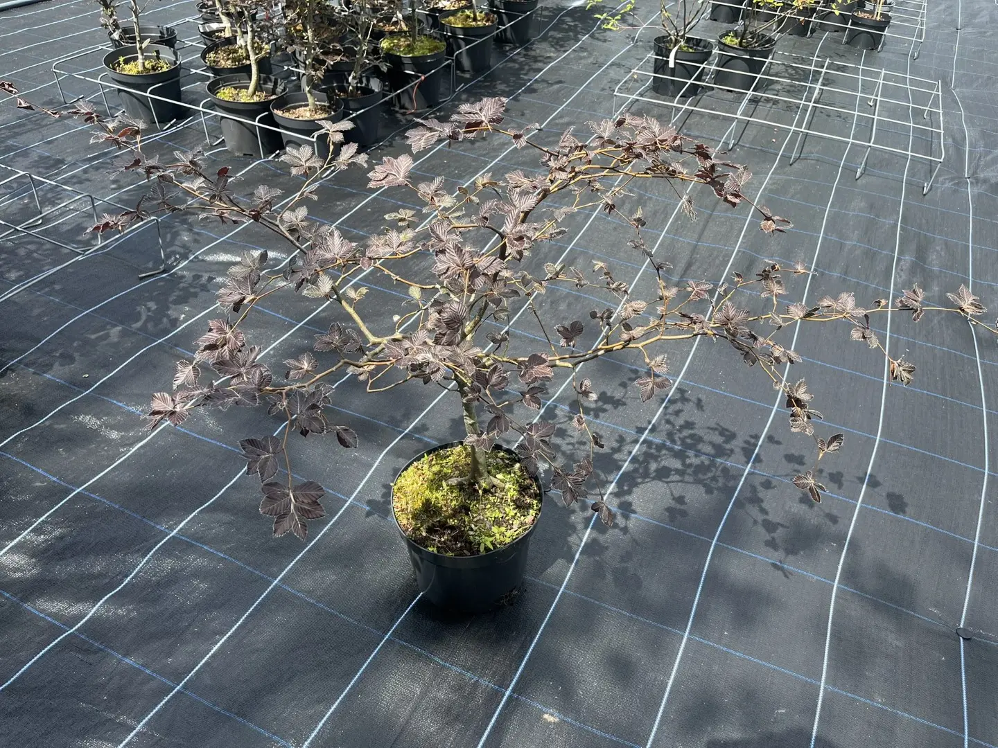 Purple Beech Bonsai WYSIWYG 11