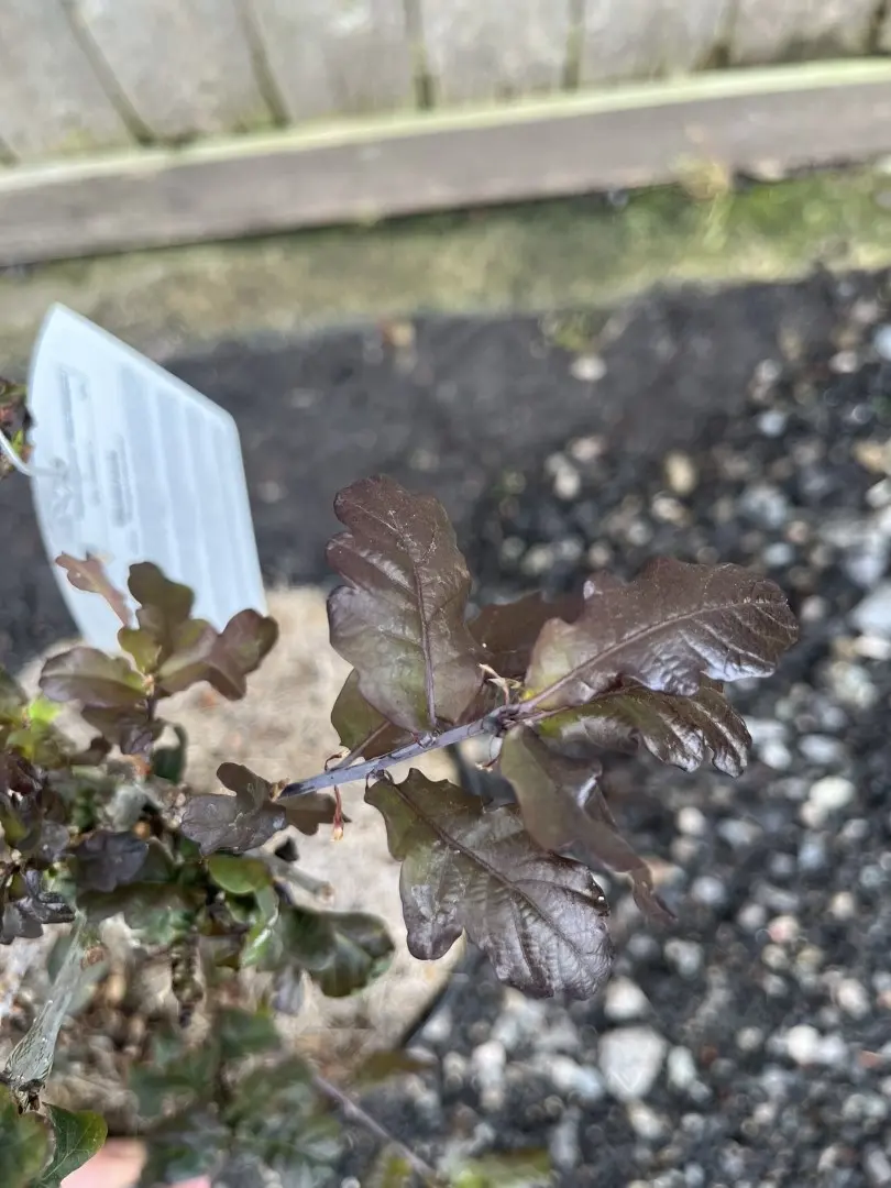 Quercus robur - Purple Common Oak Tree 'Purpurascens'