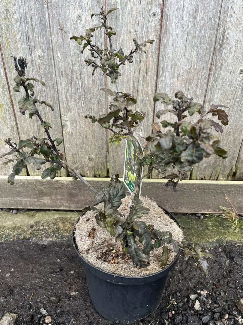 Quercus robur - Purple Common Oak Tree 'Purpurascens'