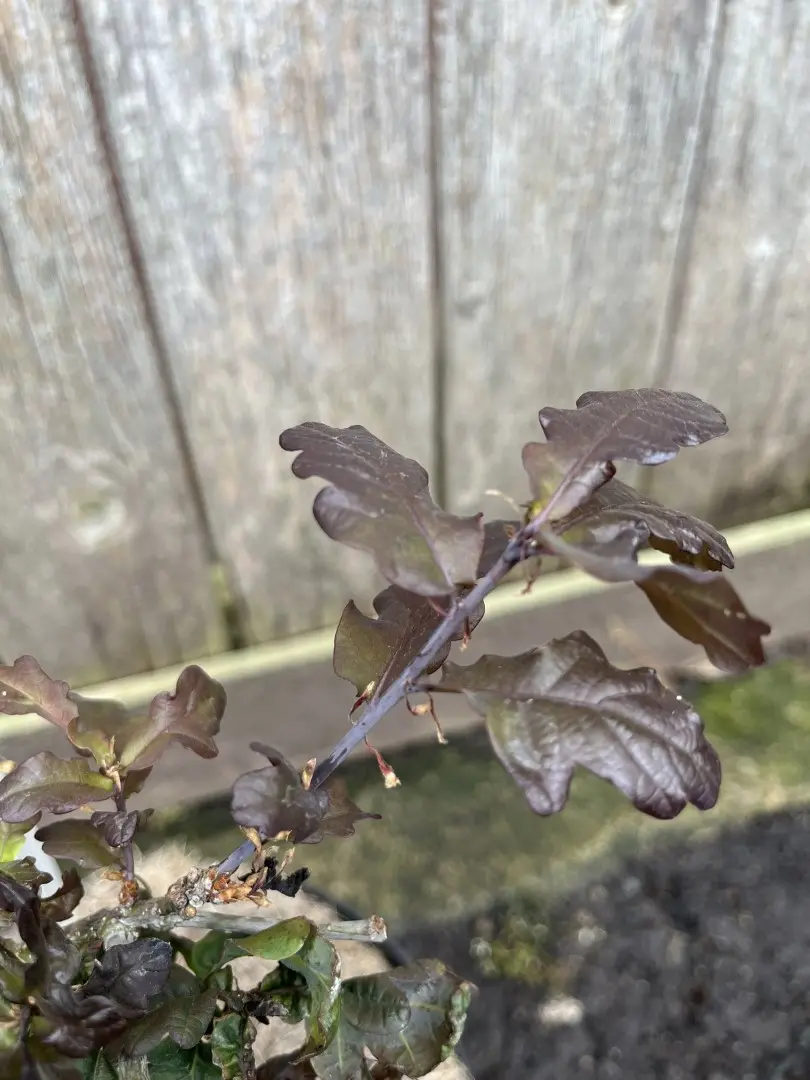 Quercus robur - Purple Common Oak Tree 'Purpurascens'