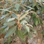 Quercus ilex - Holm Oak