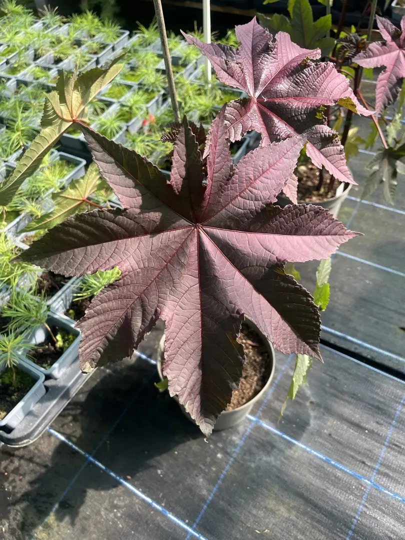 Ricinus communis - Castor Oil