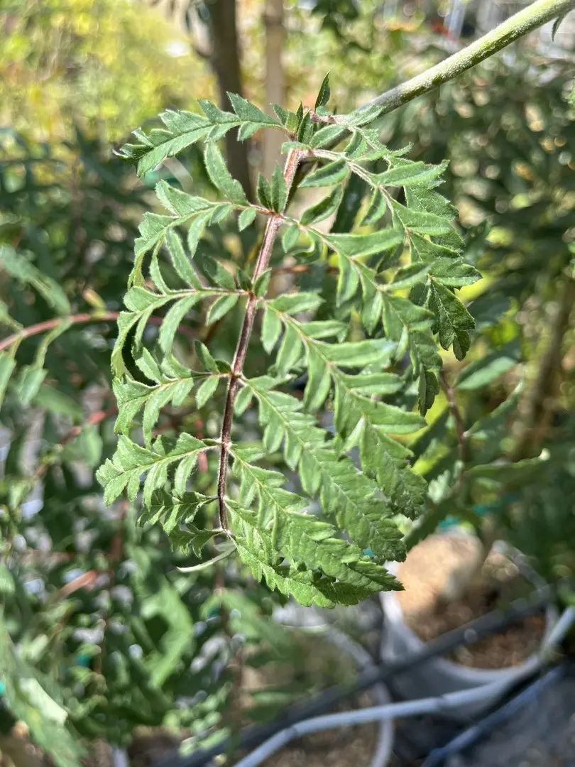 Sorbus - Mountain Ash 'Chinese Lace'