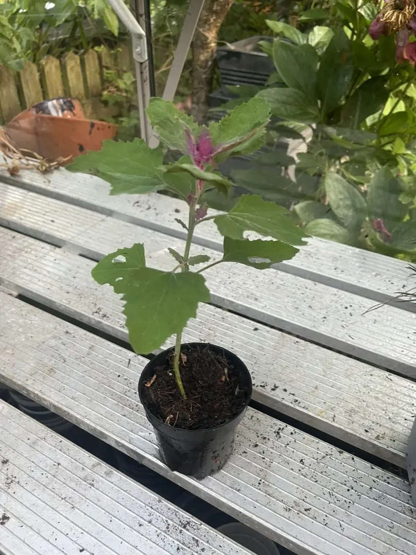 Tree Spinach - Chenopodium giganteum