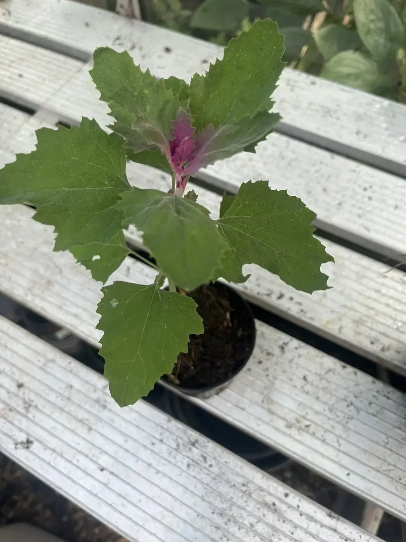 Tree Spinach - Chenopodium giganteum