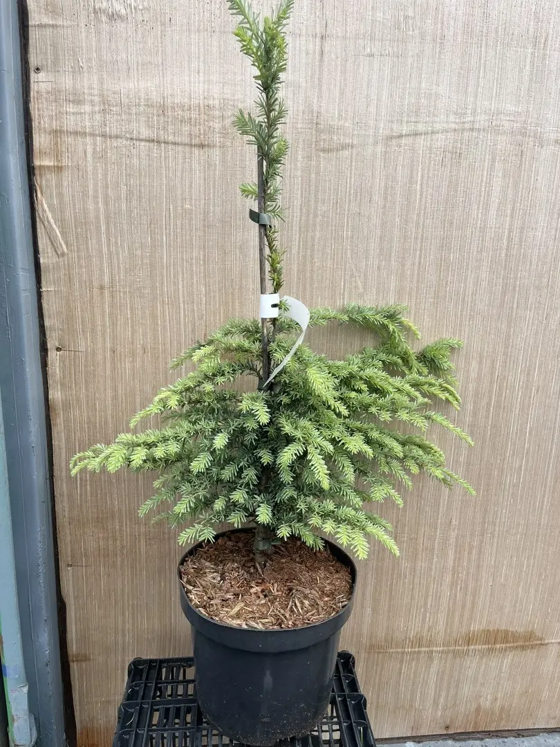 Tsuga heterophylla - Western Hemlock 'Glauca' 40/60cm