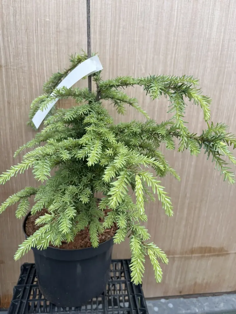 Tsuga heterophylla - Western Hemlock 'Glauca' 40/60cm