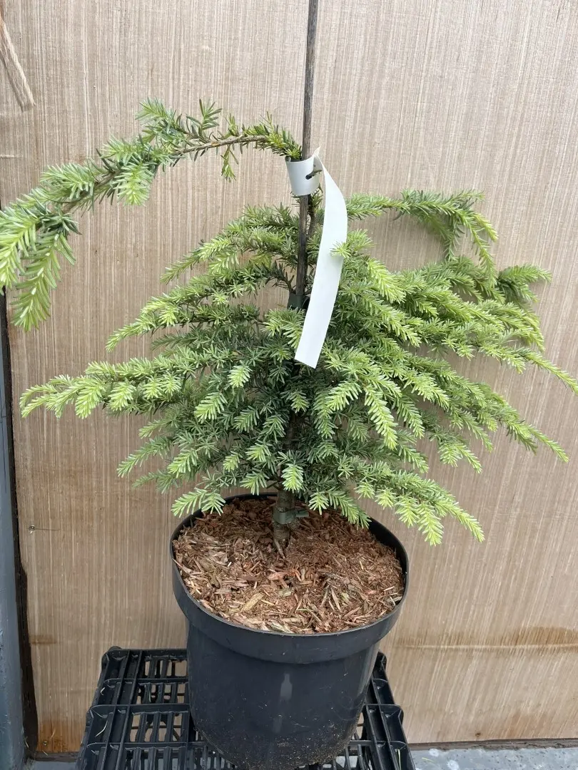 Tsuga heterophylla - Western Hemlock 'Glauca' 40/60cm