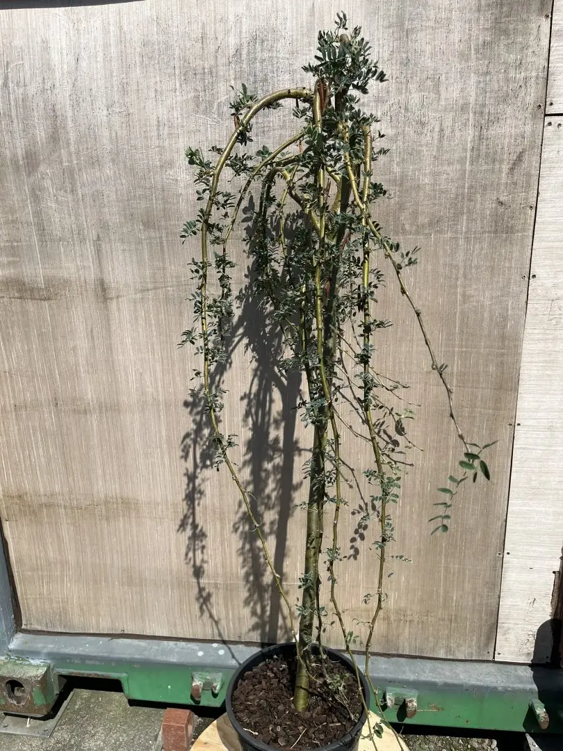 Caragana arborescens - Siberian Pea Tree 'Pendula'