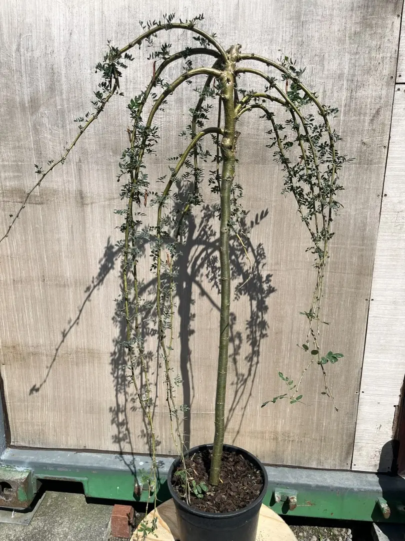 Caragana arborescens - Siberian Pea Tree 'Pendula'