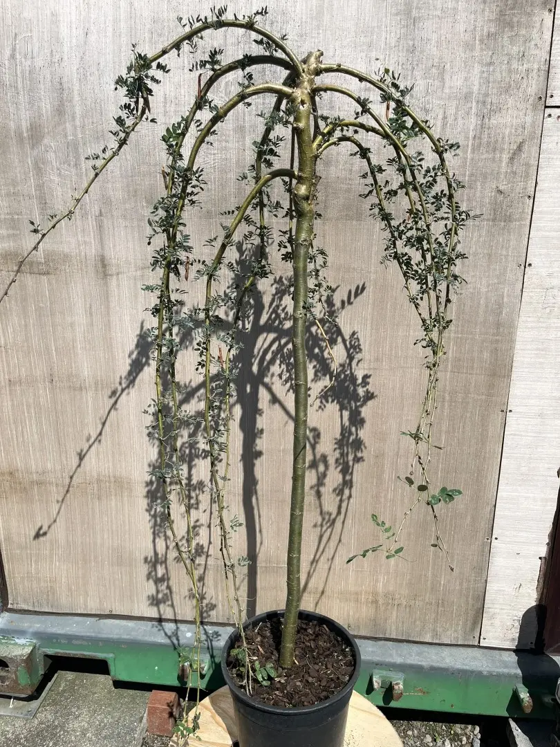 Caragana arborescens - Siberian Pea Tree 'Pendula'