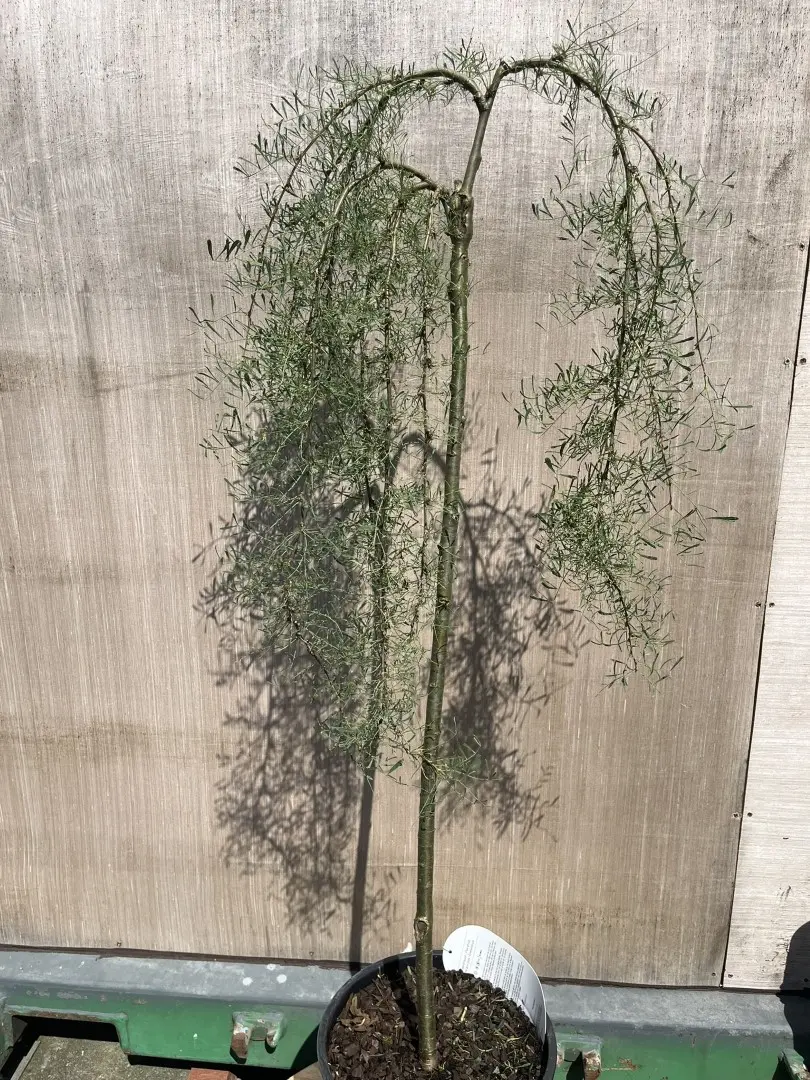 Caragana arborescens - Siberian Pea Tree 'Walker'