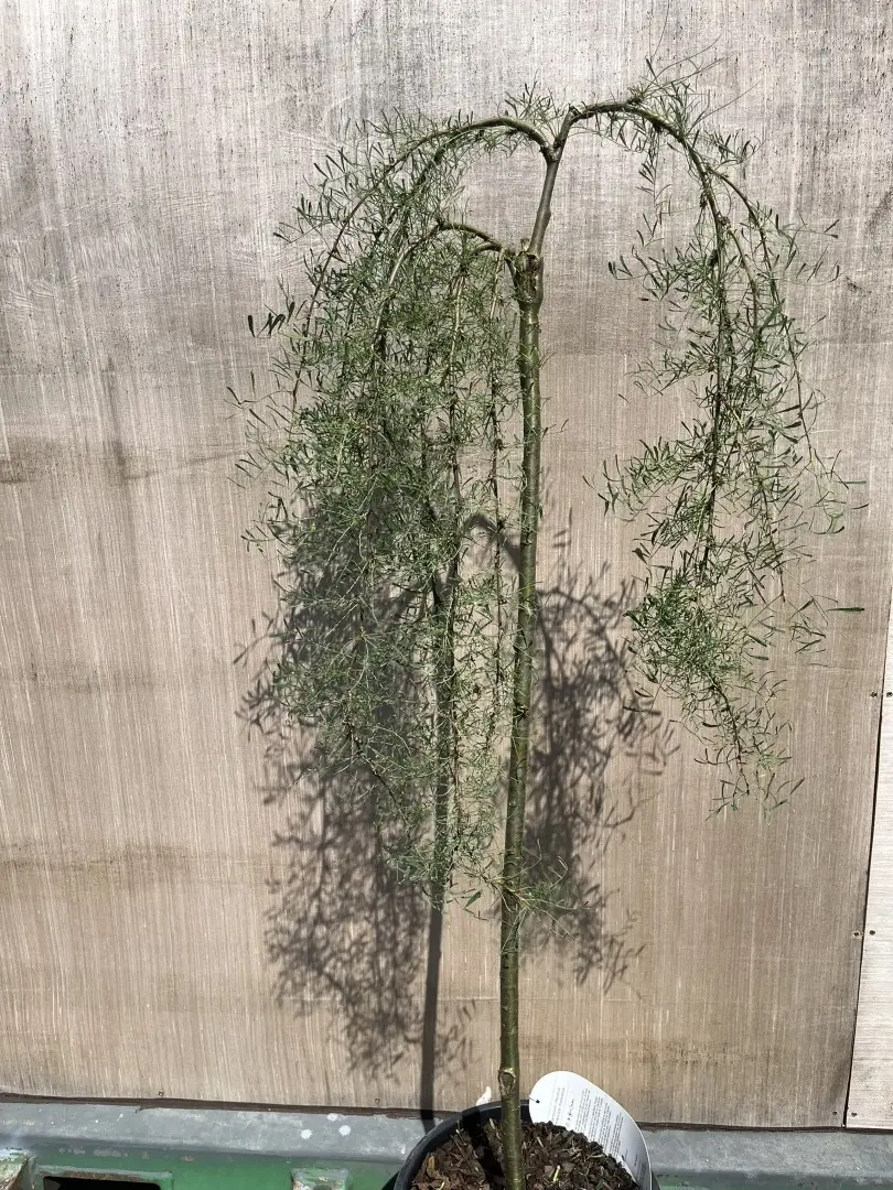 Caragana arborescens - Siberian Pea Tree 'Walker'