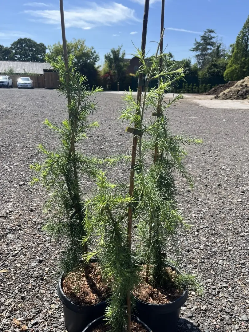 Cedrus deodora - Deodar Cedar 'Pendula'