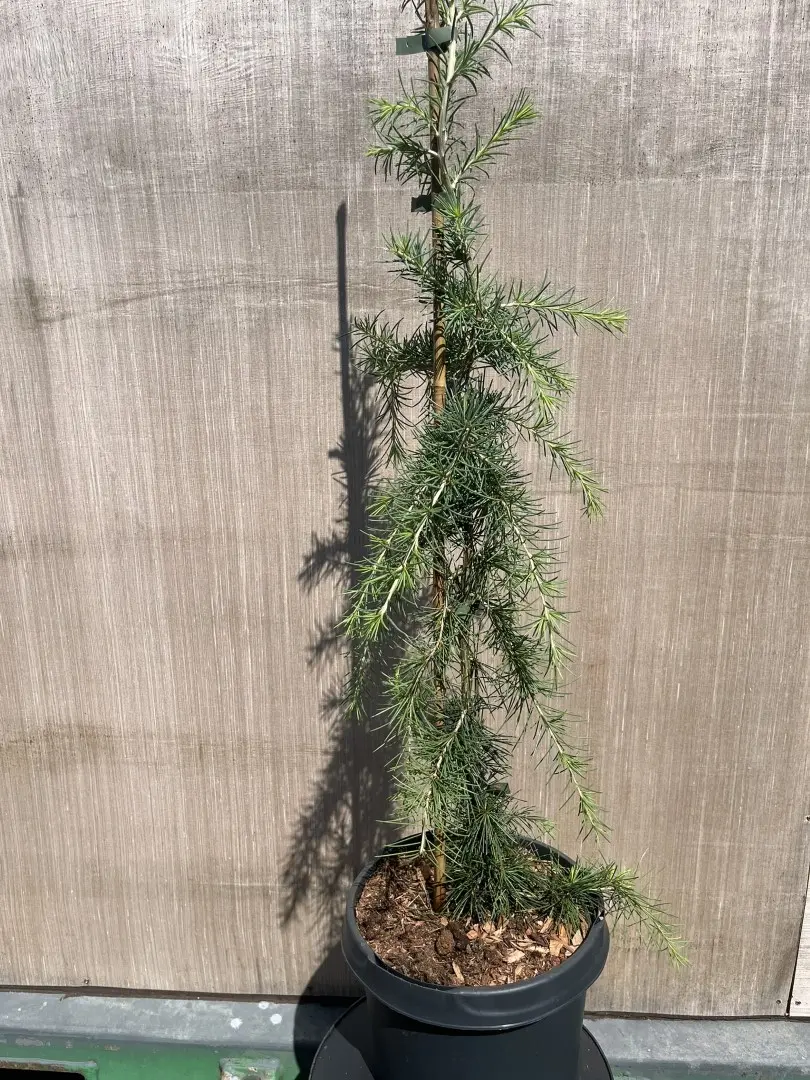 Cedrus deodora - Deodar Cedar 'Pendula'