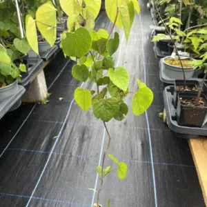 Cercis chinensis - Chinese redbud