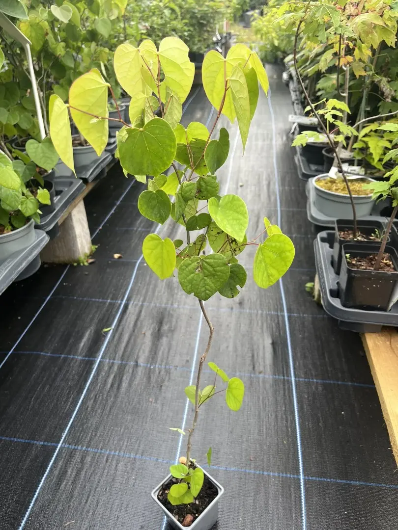 Cercis chinensis - Chinese redbud