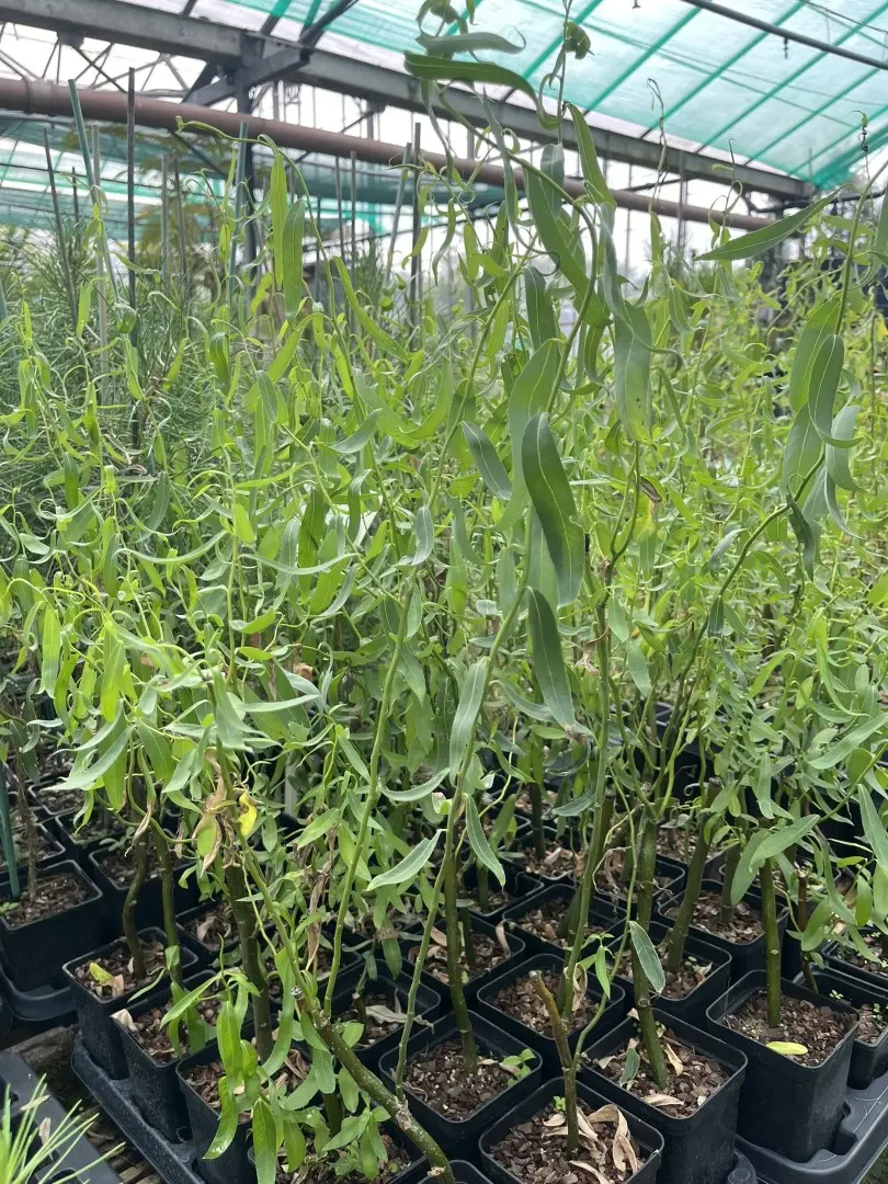 Corkscrew Willow Tree - Salix babylonica Tortuosa