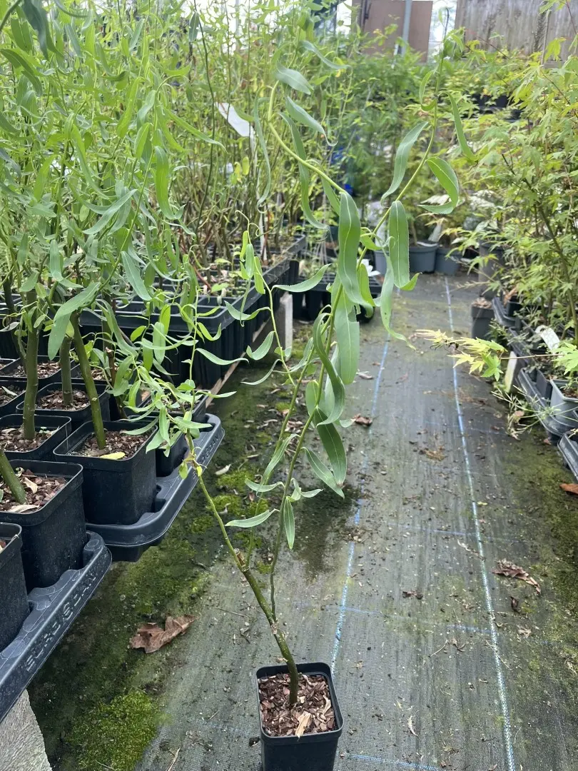 Corkscrew Willow Tree - Salix babylonica Tortuosa