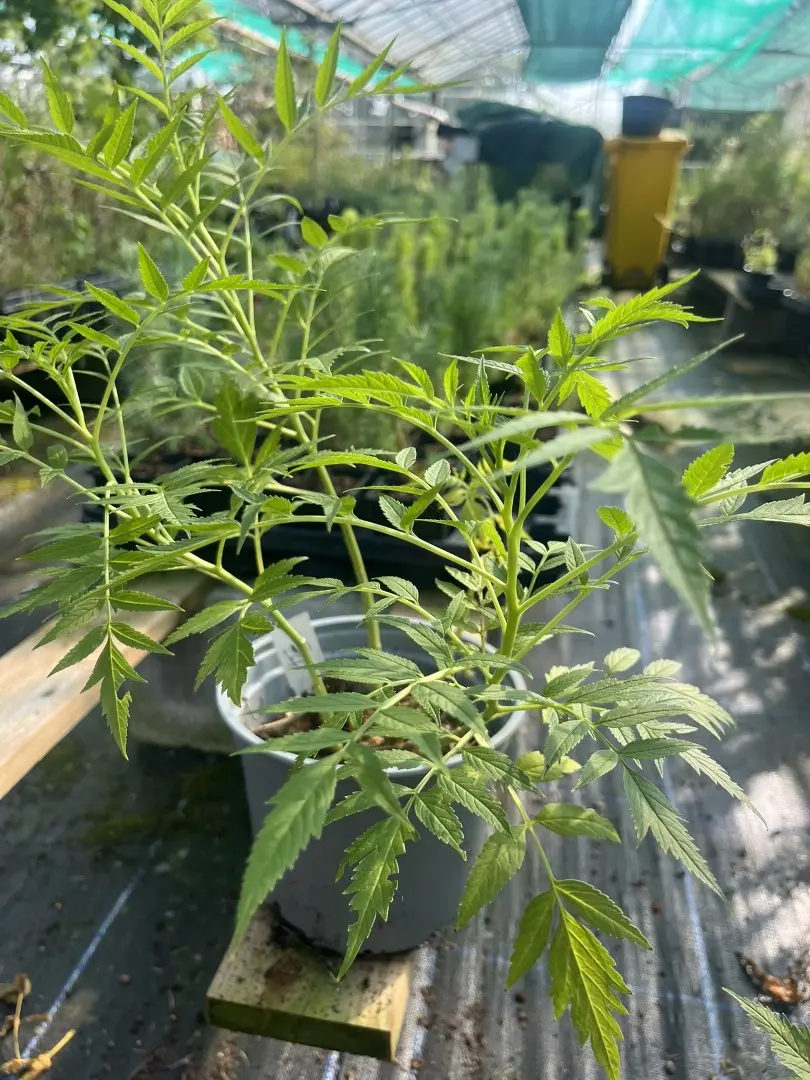 Datisca cannabina - Cretan hemp