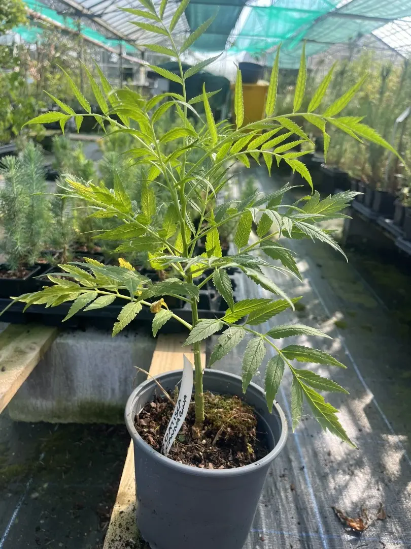 Datisca cannabina - Cretan hemp
