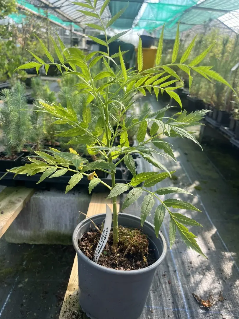 Datisca cannabina - Cretan hemp
