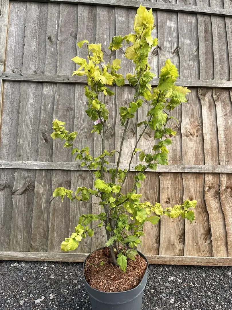 Dutch Elm - Ulmus hollandica 'Wredei'