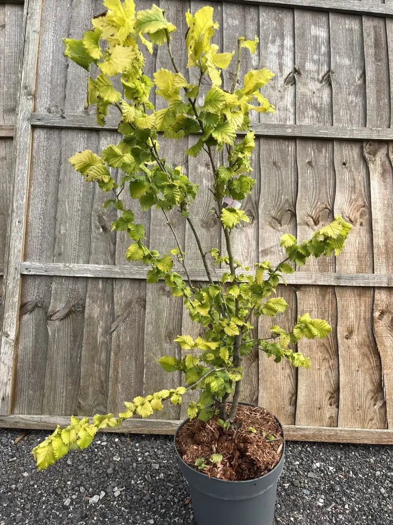 Dutch Elm - Ulmus hollandica 'Wredei'