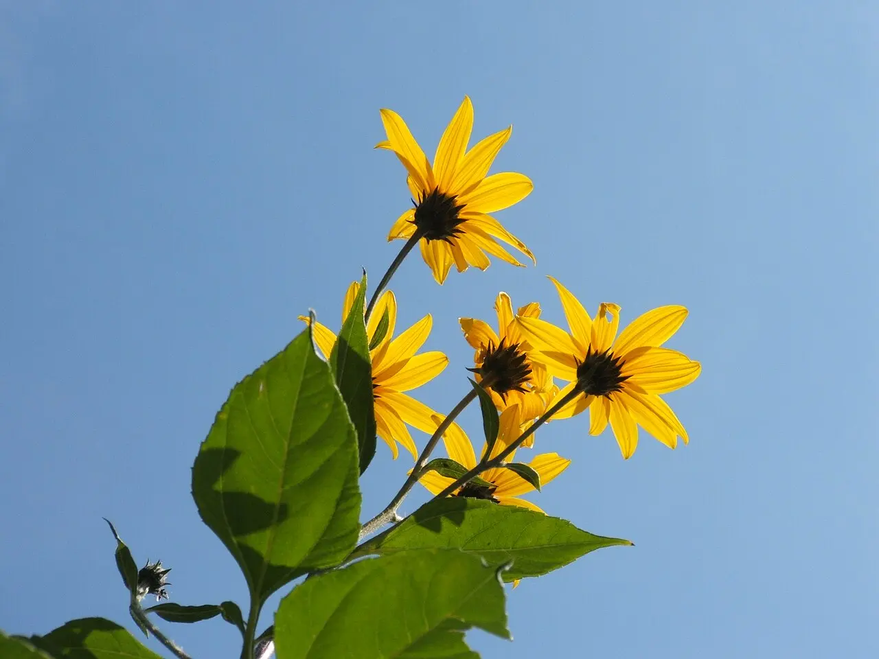 Helianthus tuberosus - Jerusalem Artichoke Plant