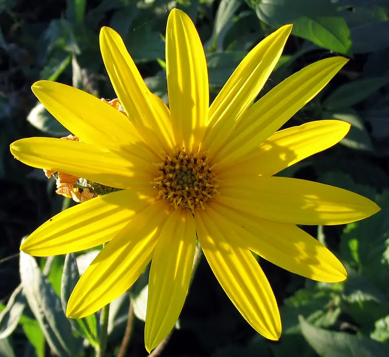 Helianthus tuberosus - Jerusalem Artichoke Plant